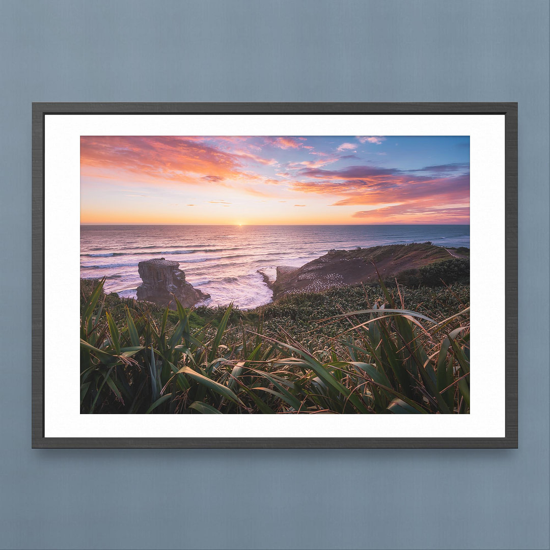 Muriwai Gannet Colony Sunset Photography Print - Cliff View