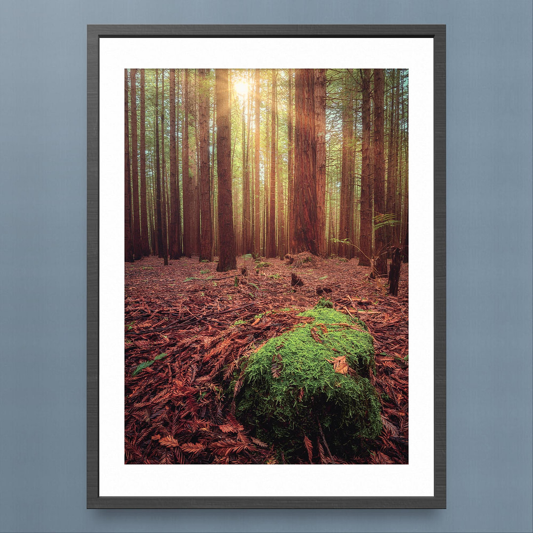 Whakarewarewa Redwood Forest Sunlight Photography Print - Forest Floor View