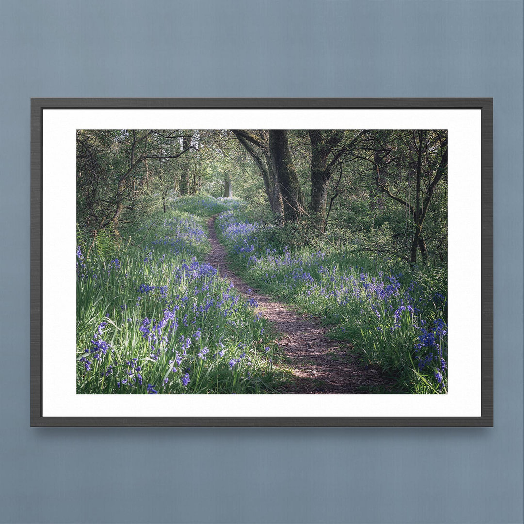 Church Stretton Bluebell Woodland Photography Print - Enchanting Path