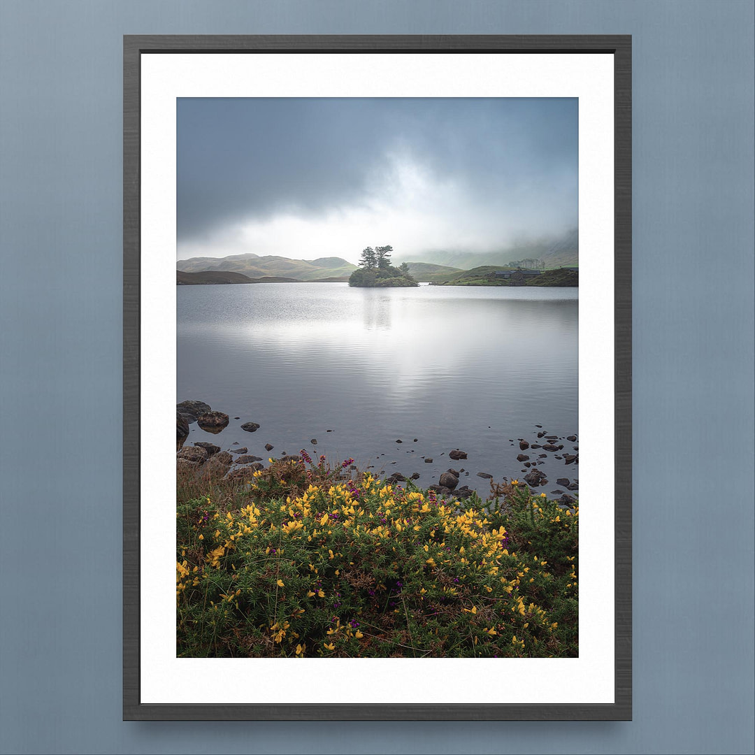 Cregennan Lakes Shoreline Photography Print - Gorse Flowers and Moody Clouds - Black Frame Mockup