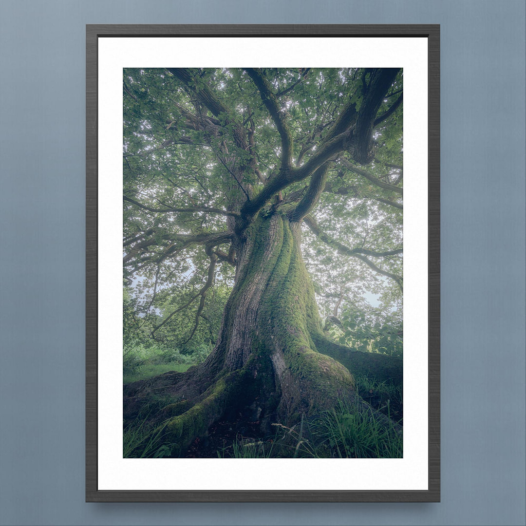 Majestic Oak Tree Photography Print - Enchanting Perspective - Black Frame Mockup