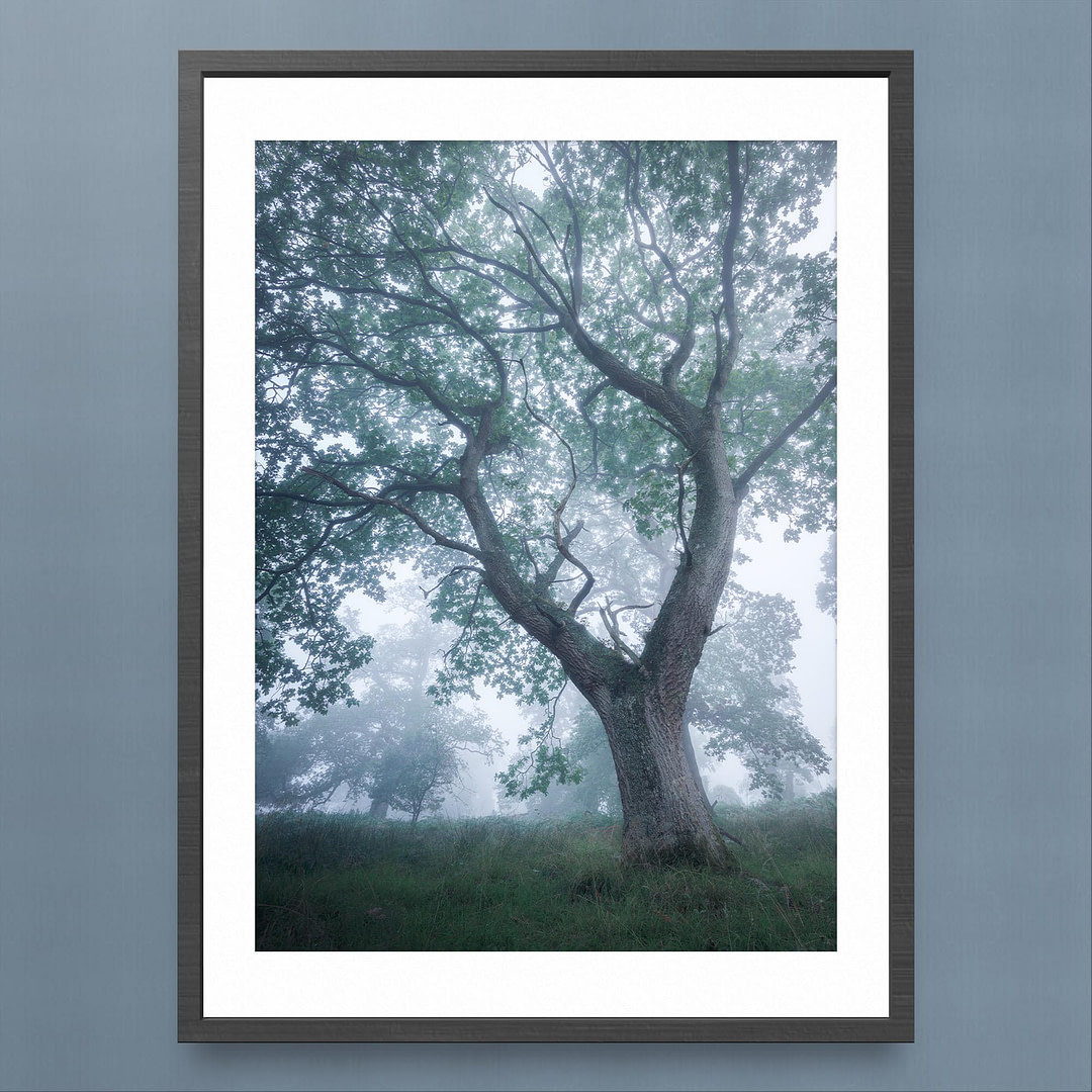 Misty Morning Tree Photography Print - Tranquil Atmosphere - Black Frame Mockup
