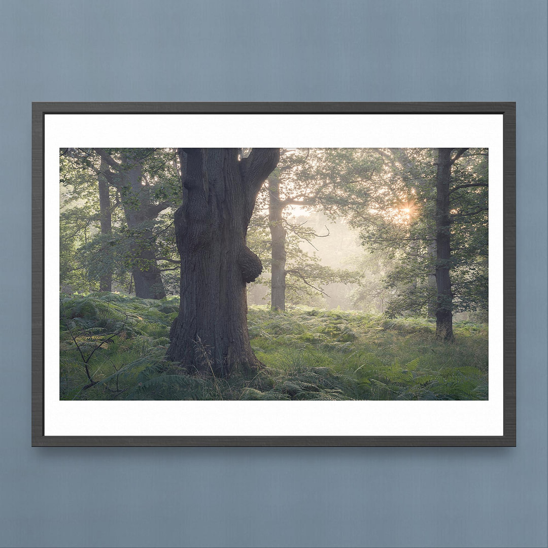Misty Oak Woodland Photography Print - Morning Sunlight