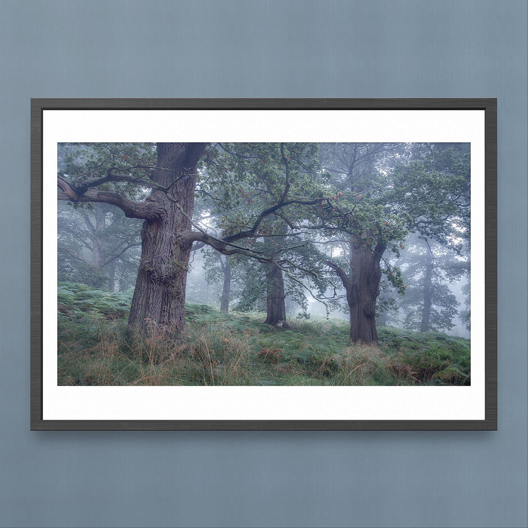 Misty Welsh Oak Woodland Photography Print - Tranquil Forest Scene