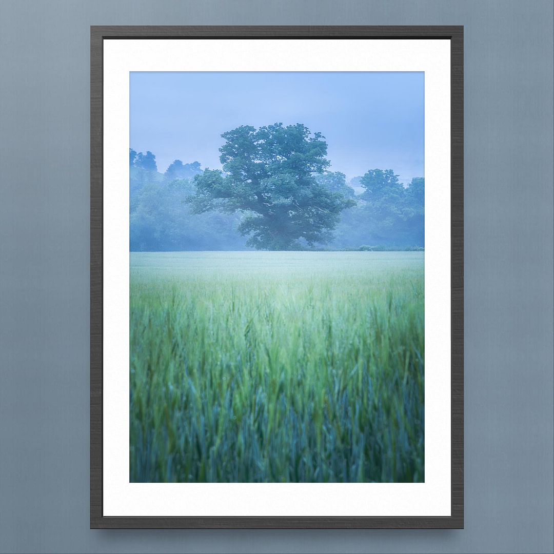 Rural Mid Wales Wheat Field Photography Print - Serene Blue Hour Scene - Black Frame Mockup