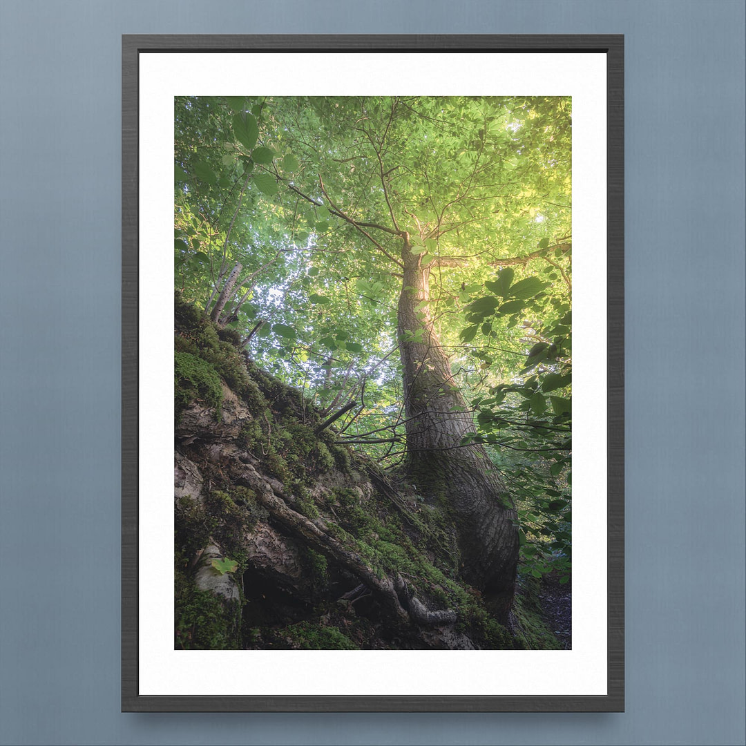 Summer Tree Canopy Photography Print - Tranquil Forest Scene - Black Frame Mockup