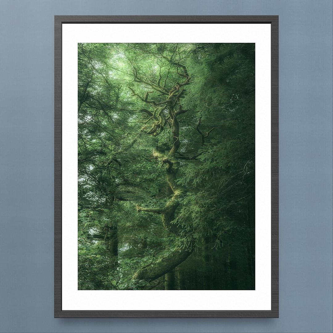 Twisted Forest Tree Photography Print - Canopy Illumination - Black Frame Mockup