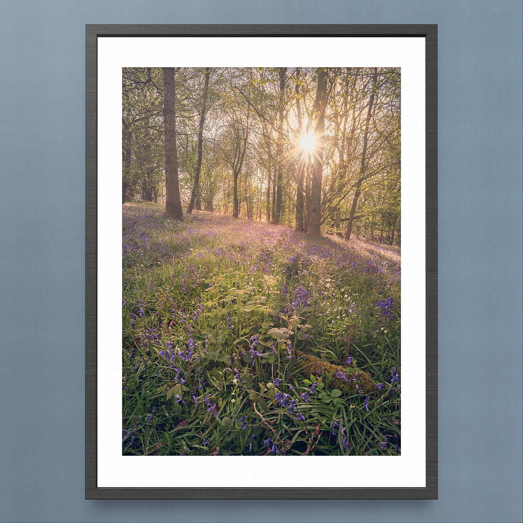 Welsh Bluebell Woodland Photography Print - Warm Sunlight - Black Frame Mockup