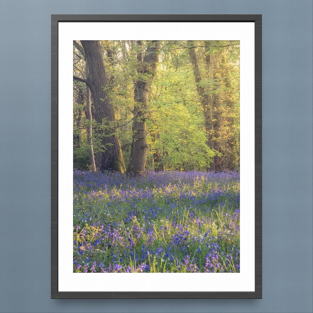 Welsh Bluebell Woodland Photography Print - Spring Symphony - Black Frame Mockup