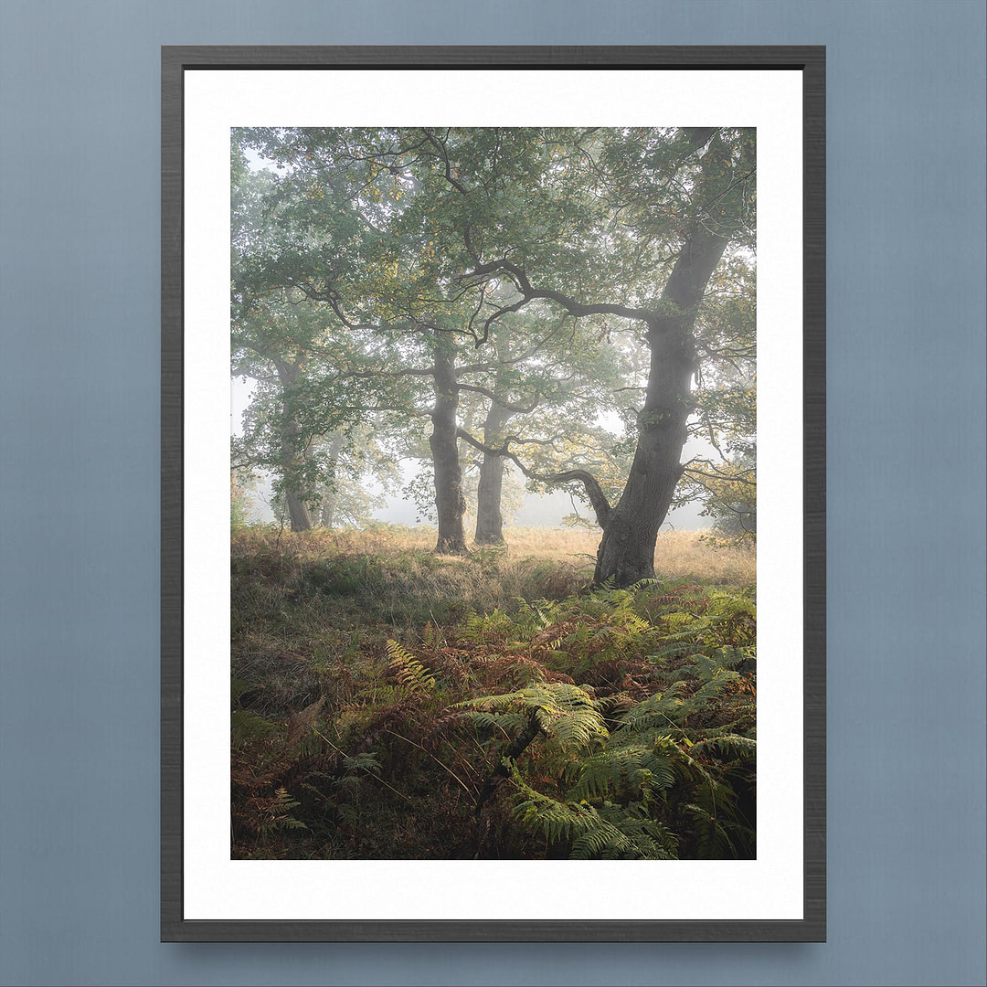 Welsh Oak Woodland Photography Print - Morning Mist and Autumn Hues - Black Frame Mockups