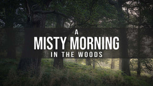A Misty Morning in the Woods Woodland Photography Vlog