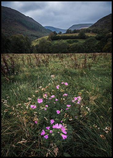 Gilfach Nature Reserve Wild Flowers