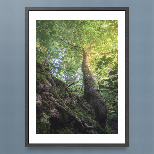 Summer Tree Canopy Photography Print - Tranquil Forest Scene - Black Frame Mockup