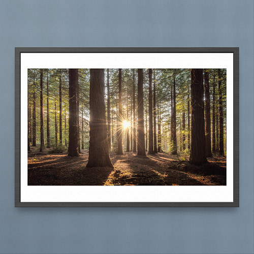 Sunlit Redwood Forest Grove Photography Print - Enchanting Woodland Scene
