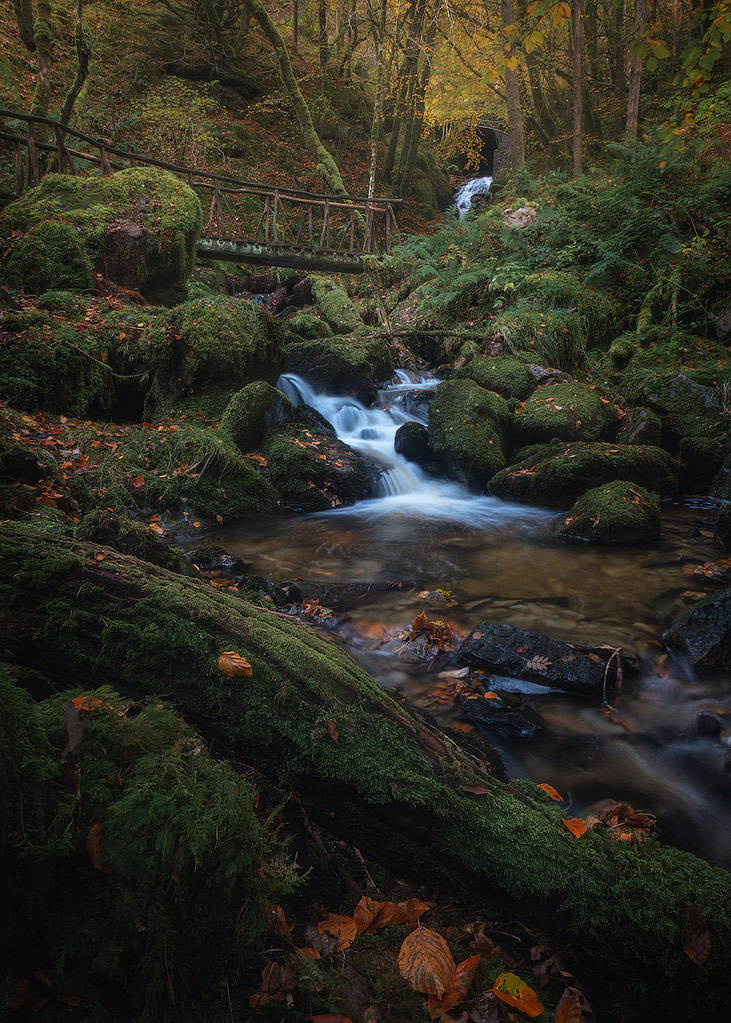 Hafod Estate Rustic Bridge surrounded by Autumn Colours - My favourite autumn photography location.