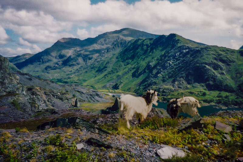 Goats in Snowdonia Wales