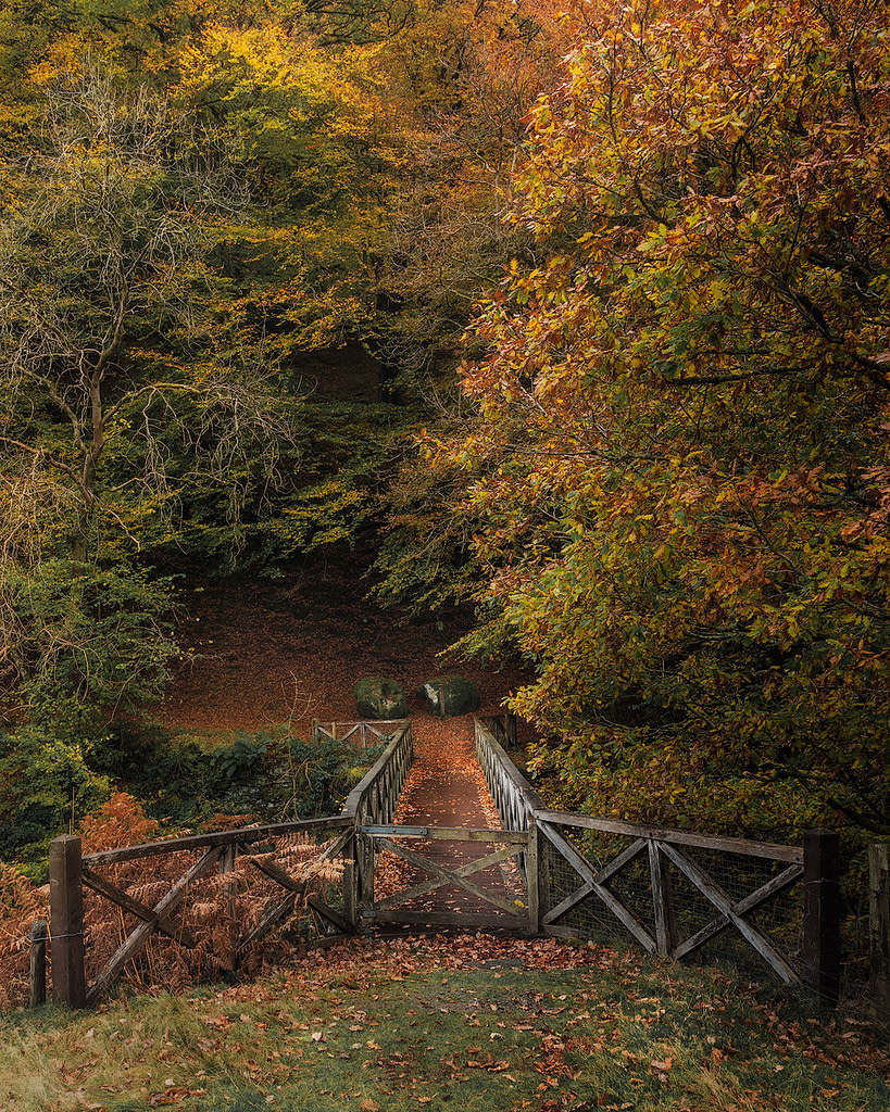 Hafod Estate Alpine Bridge with Autumn Colours - My favourite autumn photography location.