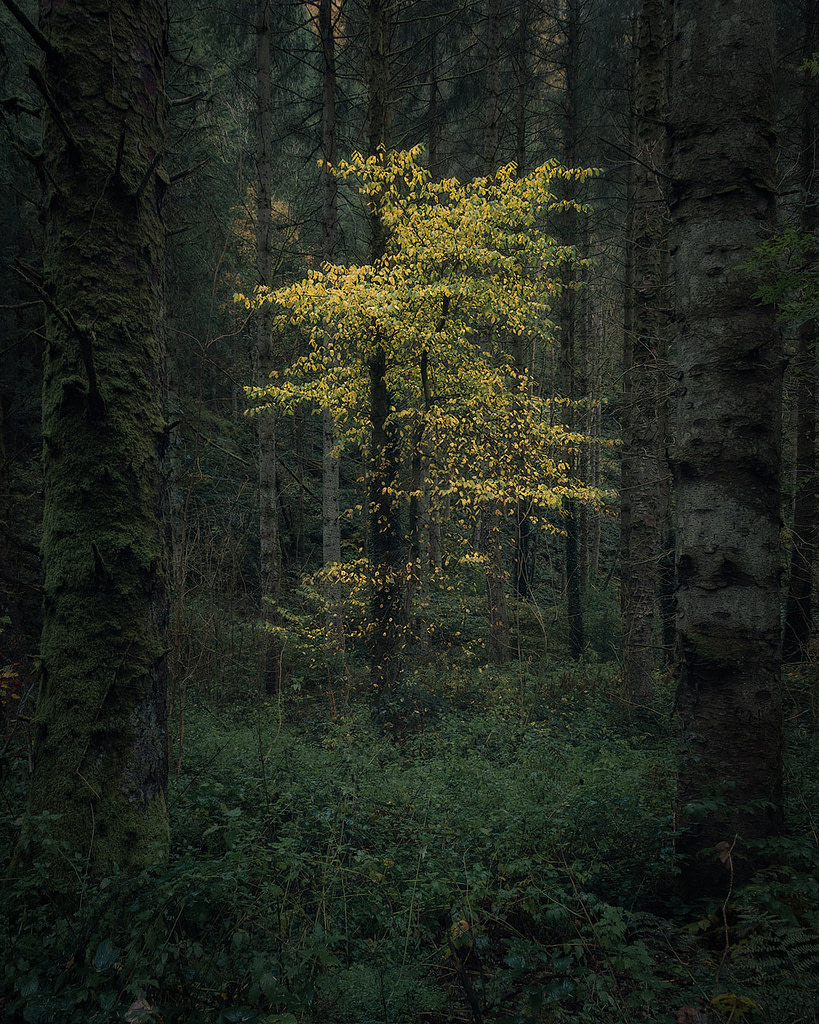 Hafod Estate Beautiful Autumn Tree surrounded by dark woodland - My favourite autumn photography location.