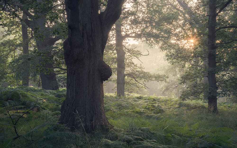 Beautiful misty morning woodland scene in Powys