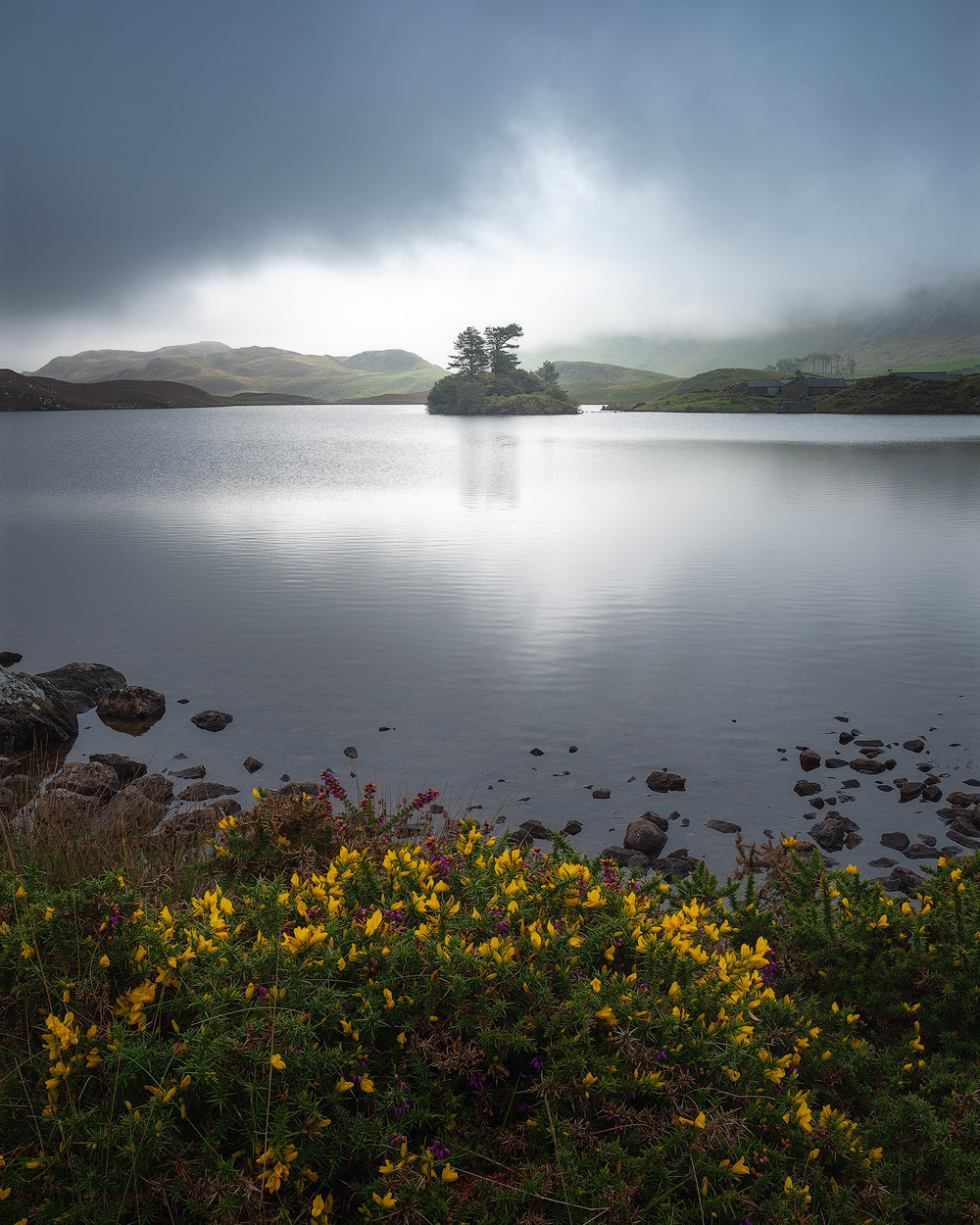 Gorse flowers on the shore of Cregennan Lakes