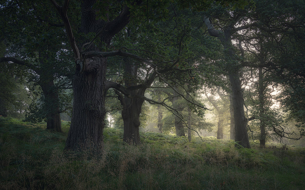 Warm light creeping into a dark forest in Mid Wales