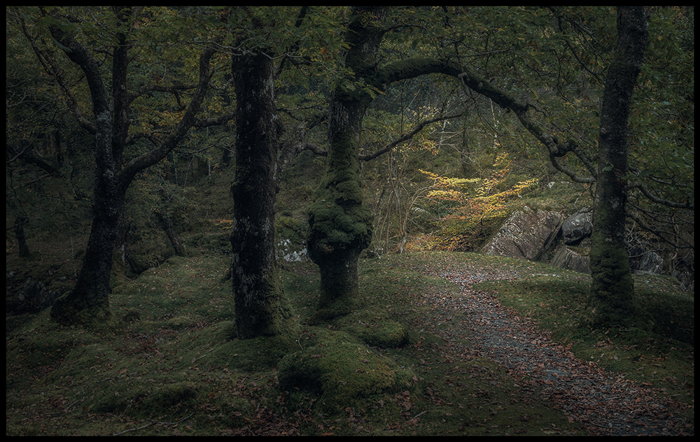 Coed Ganllwyd Autumn Snowdonia
