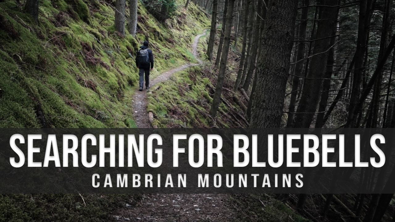 Searching for bluebells in the Cambrian Mountains Landscape Photography Vlog