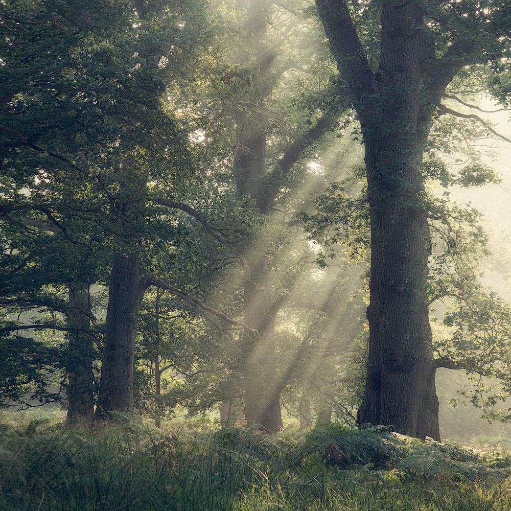 Light rays highlight the mist in a woodland in Powys