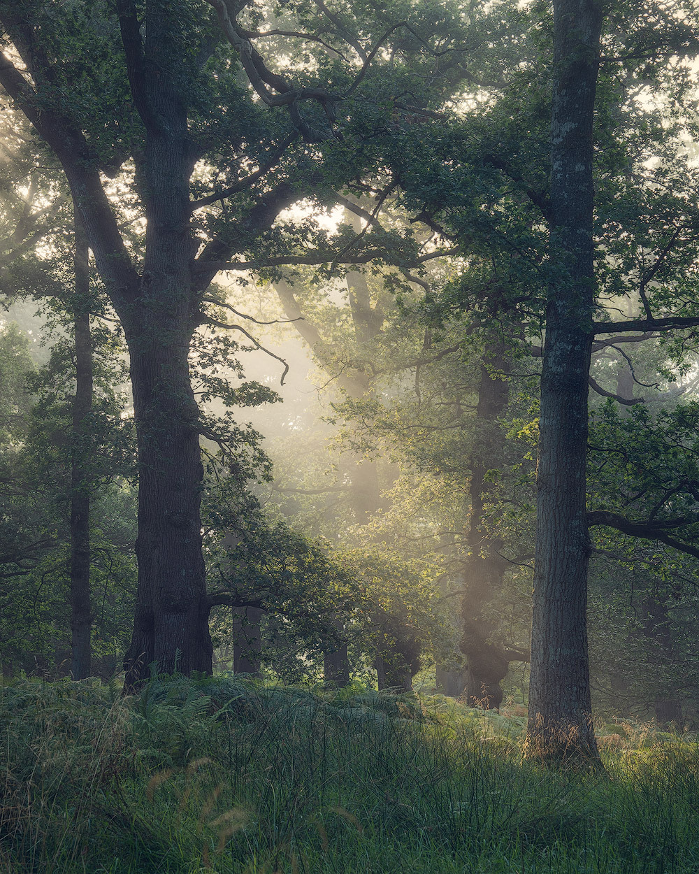 Warm light rays in a misty forest scene